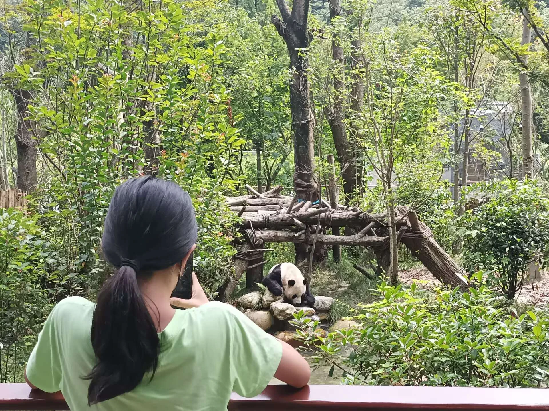 Chengdu / giant panda visit in 2022